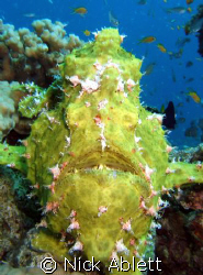 Nose to nose with a frogfish by Nick Ablett 